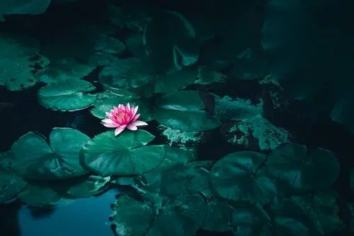 padmasana